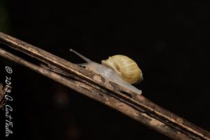 Partula Radiolata