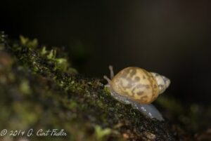 Samoana Fragilis