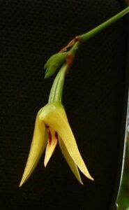 Bulbophullum Guamense