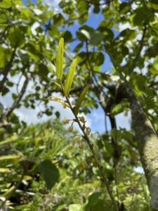 Dendrobium guamense