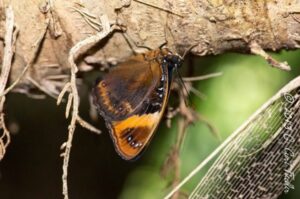 Mariana eight-spot butterfly