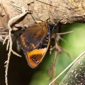 Mariana eight-spot butterfly 