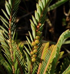 Phyllanthus saffordii