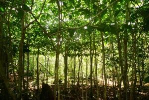 Tabernaemontana rotensis