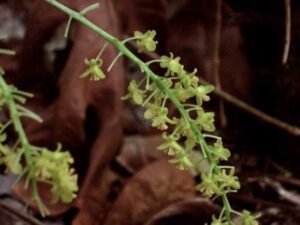 Tinospora homosepala