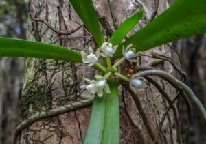 Tuberolabium guamense
