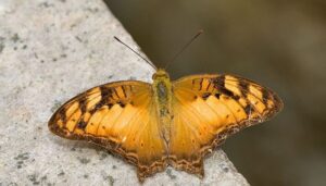 Marianas rusty or Marianas Wandering